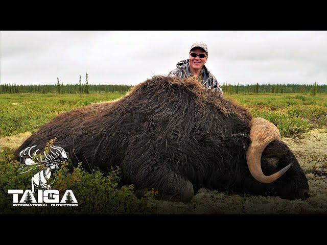 Boone & Crockett Musk Ox hunting in the NWT!