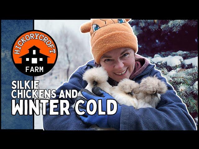 Raising SILKIE CHICKENS: Are Silkies Winter Hardy? How Are The Silkies Surviving Winter 2024