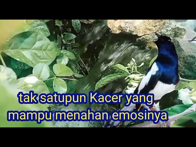 Kacer anda stres,bisu pancing dengan suara Kacer ini tak lama pasti nyaut.