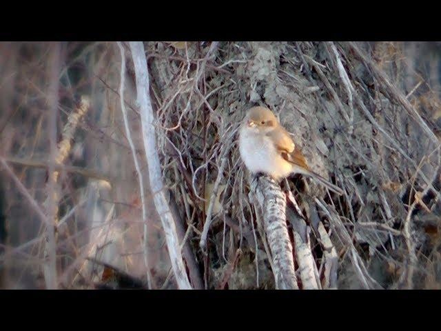 a young Shrike on the look-out