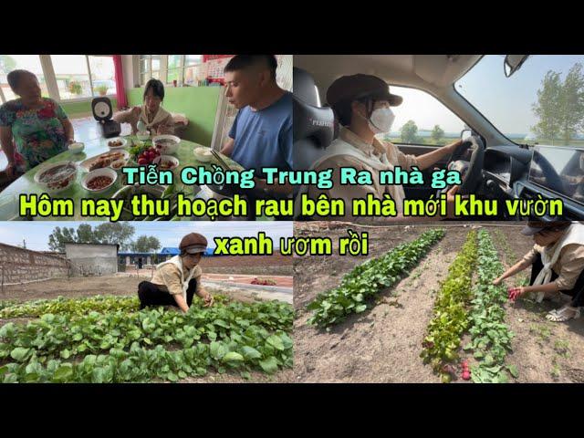 #406Hôm Nay Thu Hoạch Rau Bên Nhà mới Khu vườn xanh ươm rồi,Tiễn chồng Trung Ra Nhà ga Đi nhậphàng