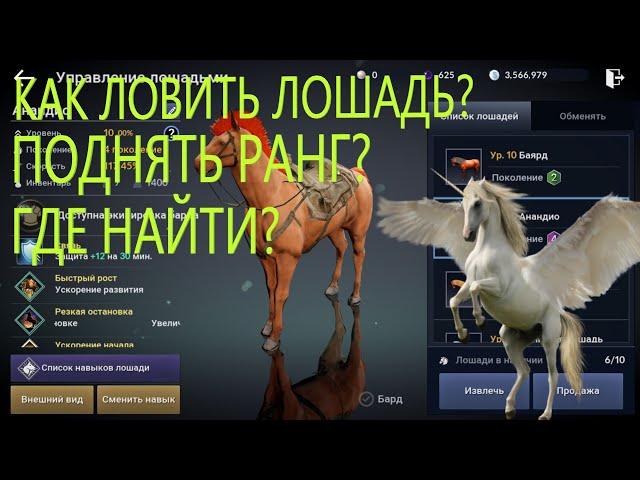 КАК ЛОВИТЬ ЛОШАДЬ / КАК ПРОКАЧАТЬ ЛОШАДЬ / ГДЕ НАЙТИ ЛОШАДЬ / Black Desert Mobile