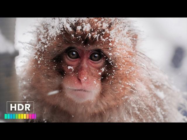 Snow Monkey Park (Jigokudani Yaen Koen) JAPAN 4K HDR - Incredible Walking Tour