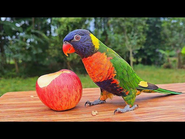 Rainbow Lorikeet Eating a Juicy Apple