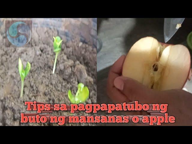 Tips sa pagpapatubo' ng buto ng mansanas o apple