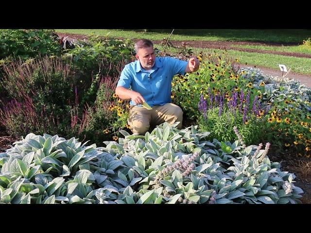 Lamb's ear (Stachys byzantina) - Plant Identification