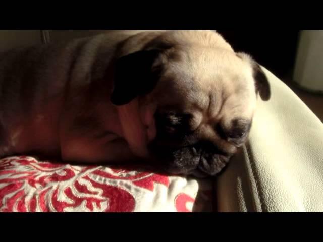 Prince Giovanni the Pug taking a nap under the sunlight