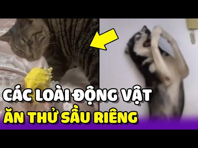 Khi thế giới động vật lần đầu được nếm thử sầu riêng  | Yêu Lu Official