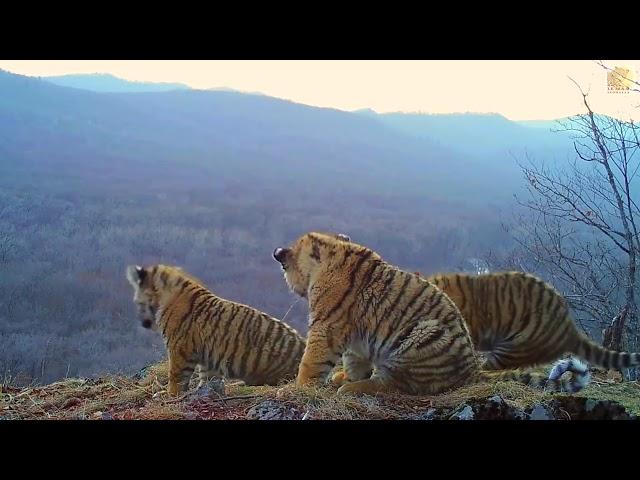 Siberian tiger cubs