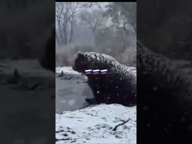 Наш Медведь Русский Медведь Russian bear 