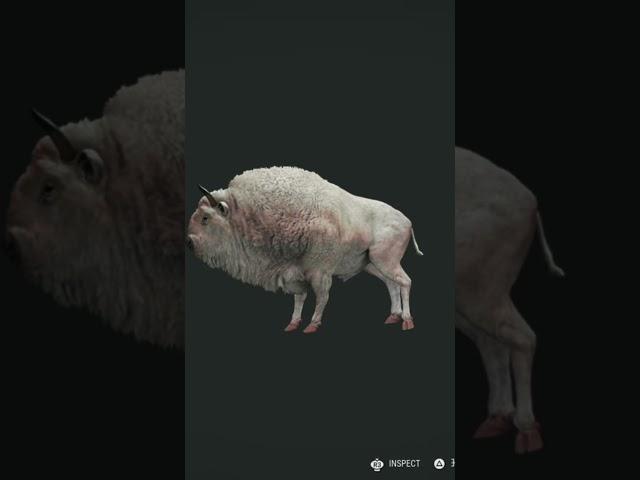 Claiming An Albino European Bison Thehunter Call Of The Wild