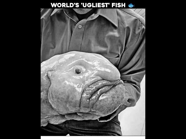 The Truth Behind the World's 'Ugliest' Fish   #facts #science #interestingfacts #shorts