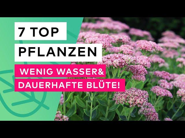 7 Top Pflanzen  Wenig Wasser, Dauerhafte Blüte!