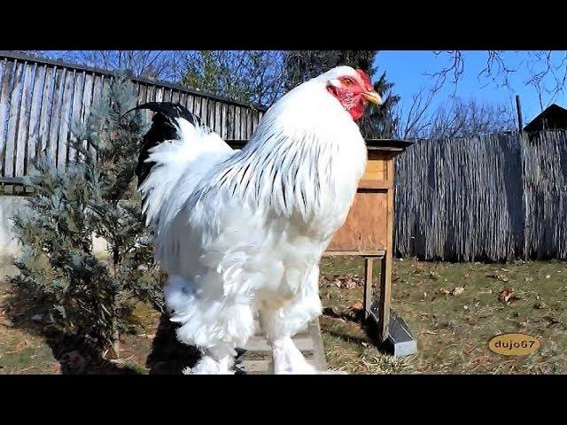 Giant Brahma roosters