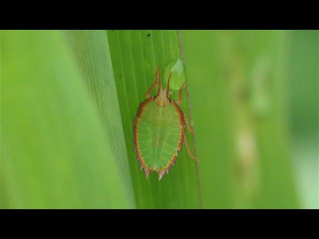 Shieldbugs, Assassin bugs and beetles.