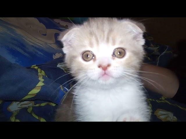 Scottish fold kitten of rare color and lovebird parrot