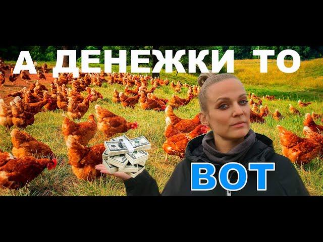 Что продать выгоднее? Цыплят, несушек, яйцо?