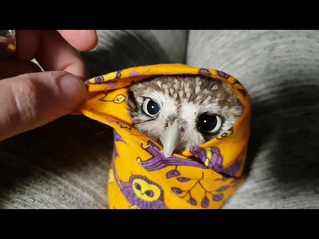 Angry biting owl-burrito. Little owl Unya in a wrap.