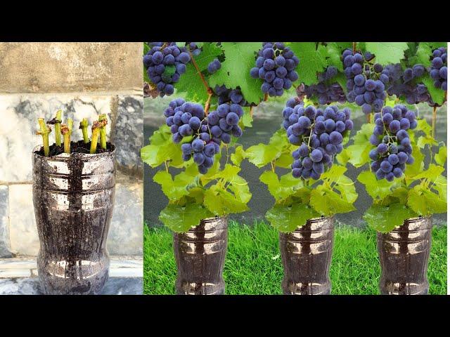 Successful Grafting Technique How to Grow Grapes in Water Bottles | Growing Grapes From Cuttings