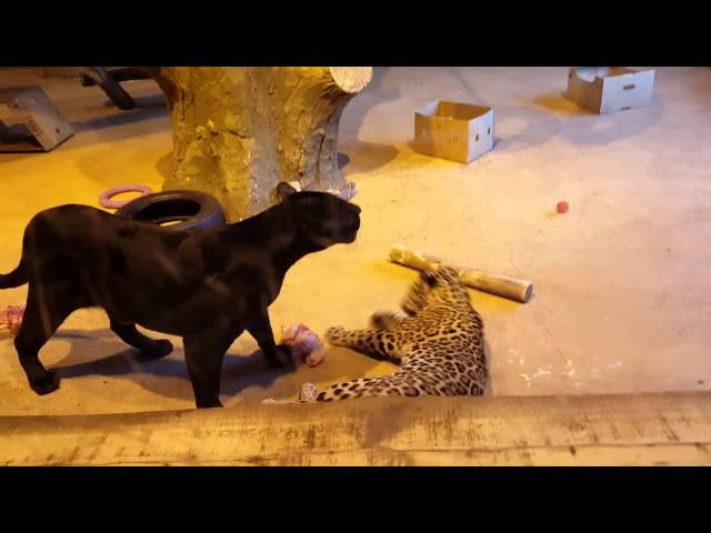Агрессивный ягуар! Пантера нападает на посетителей зоопарка!