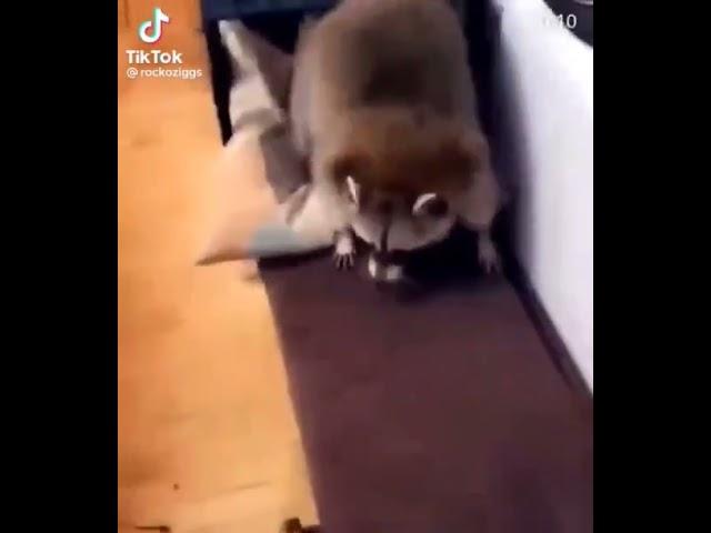 racoon has some sick moves