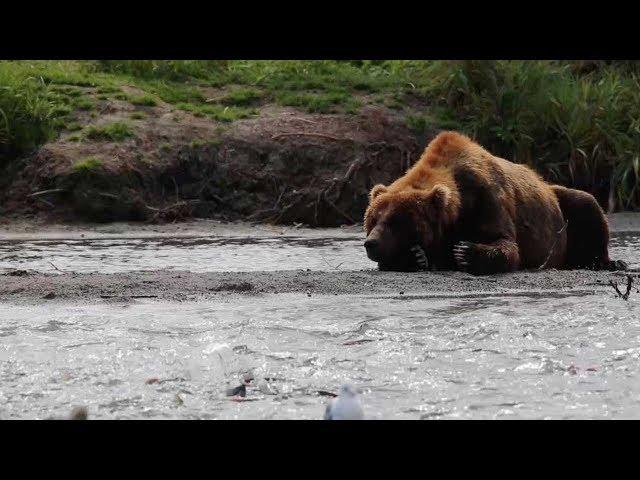 Lazy Bear Cub Sits And Watches Fish