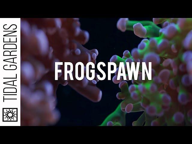 Frogspawn Coral Care Tips