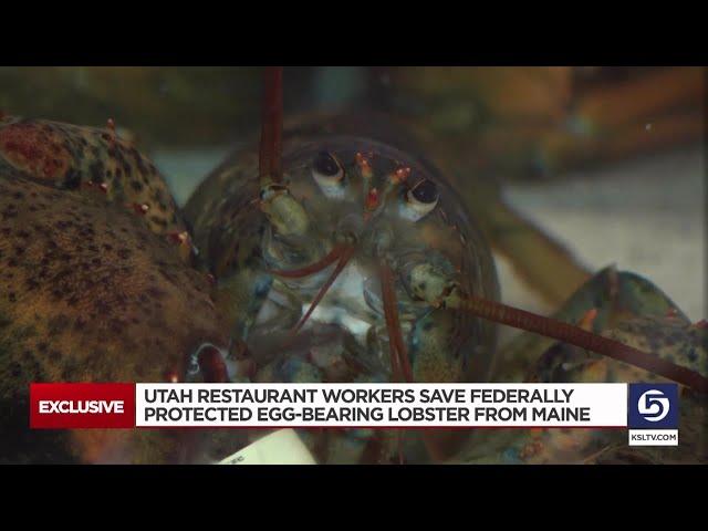 Utah restaurant workers spot federally-protected egg-bearing lobster, work quickly to save her