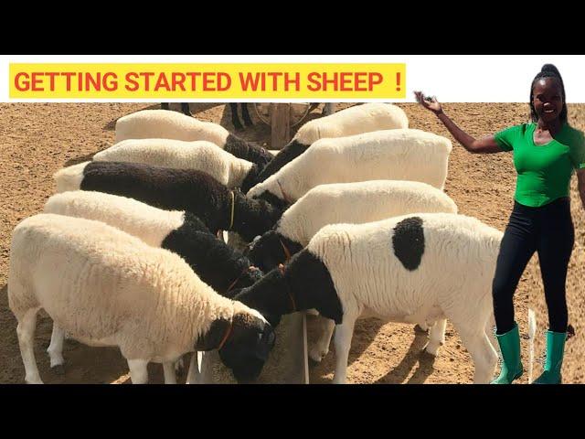 Beginner's GUIDE To Raising SHEEP At A Low COST! | Best Practices (DETAILED)