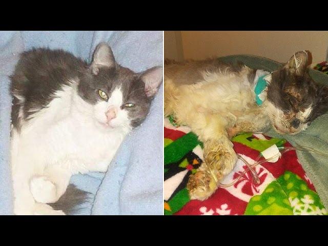 Family Cat Dies After Being Horrifically Tortured With Hot Glue Gun