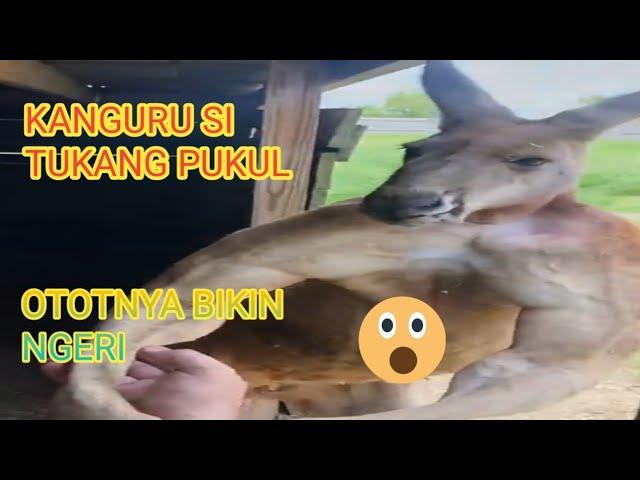 kanguru si tukang pukul || kanguru berotot besar || 