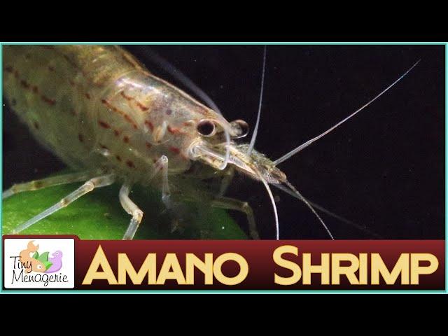 All About Amano Shrimp