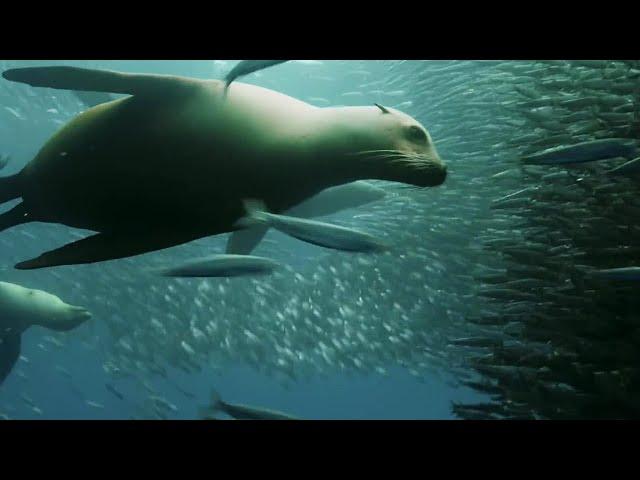 Sardine Feeding Frenzy with Sharks, Penguins and More | The Hunt | BBC Earth