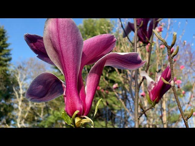 Early Morning Magnolias