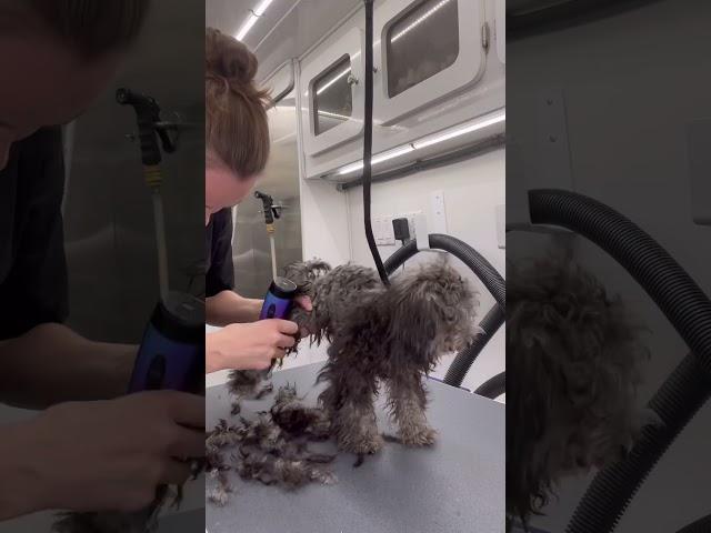 EXTREMELY MATTED Poodle Puppy!!