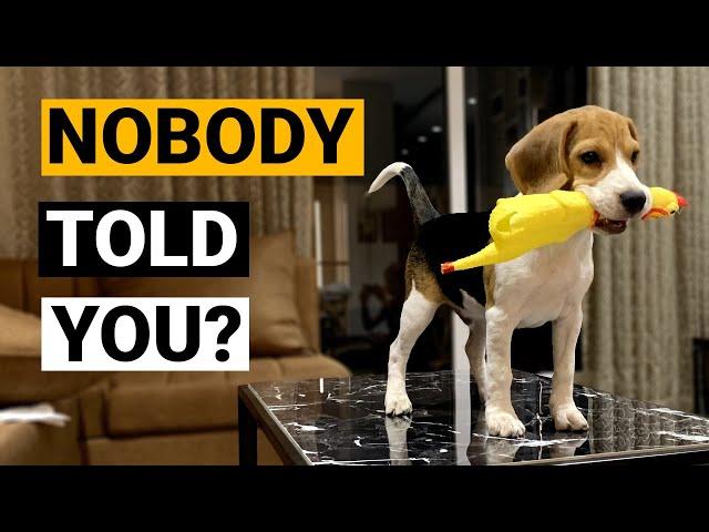 Things NOBODY tells you about owning a Beagle