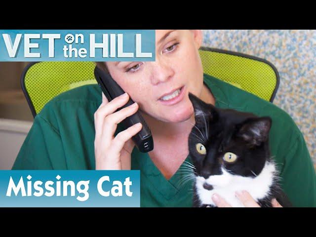  Tracking Down A Missing Cat Owner | FULL EPISODE | S01E04 | Vet On The Hill