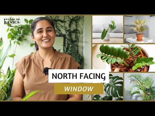 Plants for North Facing Balcony | Garden Up Basics Ep.36