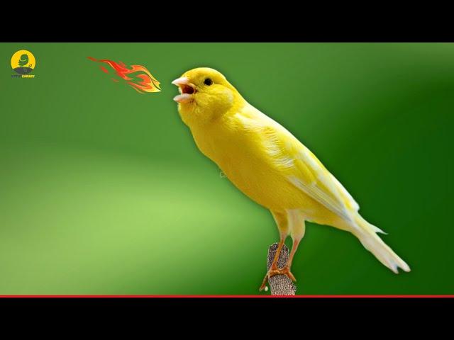 A Special Canary to Seduce All The Canaries - The Belgian Singing Canary - LV17