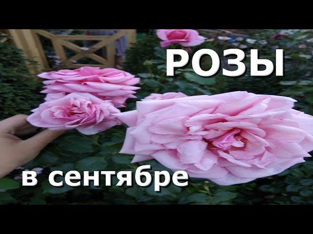 Мои РОЗЫ в сентябре