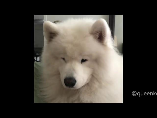 Cute Howling Samoyeds Compilation