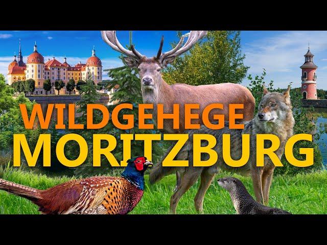 Wildgehege Moritzburg - Ein Wildpark für Aschenbrödel | Zoo Eindruck