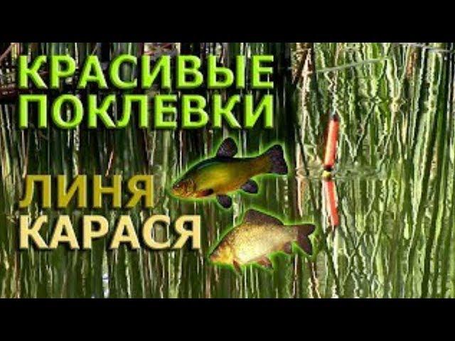 Ловля Карася и Линя / Батл Прикормок