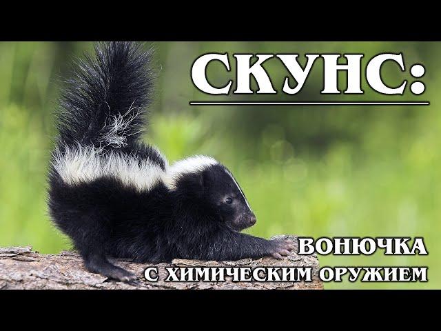 SKUNK: Toxic nature and knowledge of military tactics