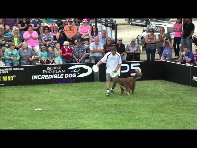 Flying Disc 2nd Place - Incredible Dog Challenge 2015 Gray Summit, MO