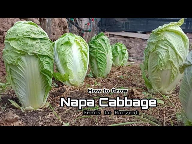 How to Grow Napa Cabbage grow as fast as blow /Growing Chinese Cabbage from Seeds to Harvest at home