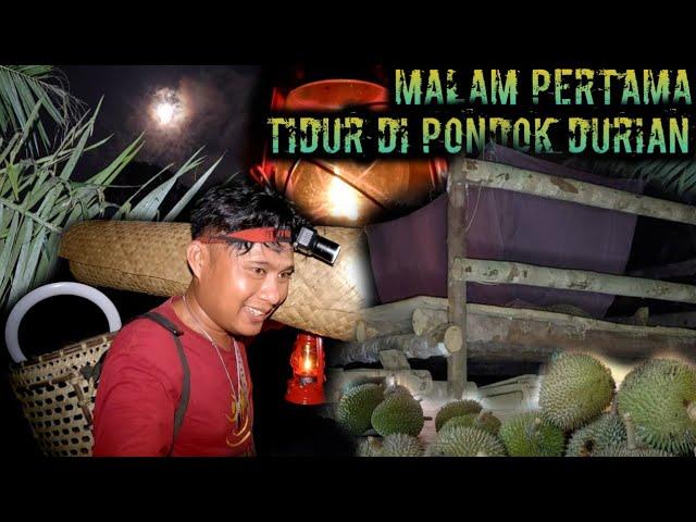 pindah rumah malam hari tidur di pondok durian sendirian warta petani muda hidup di hutan