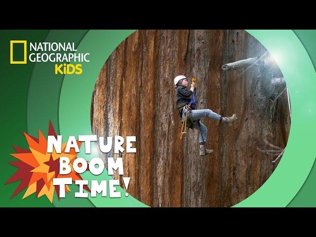 Sequoia National Park | Nature Boom Time | @natgeokids