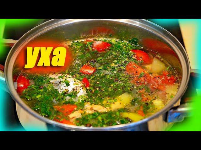 Уха. Как приготовить очень вкусную уху дома. Обалденно вкусный рецепт!