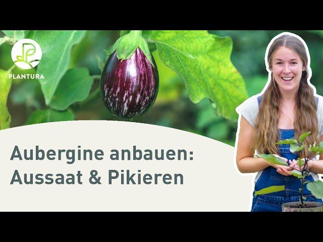 Aubergine anpflanzen: Aussaat & pikieren (Anleitung)